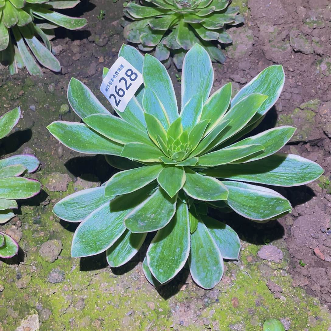 2628大绿玫瑰多肉植物