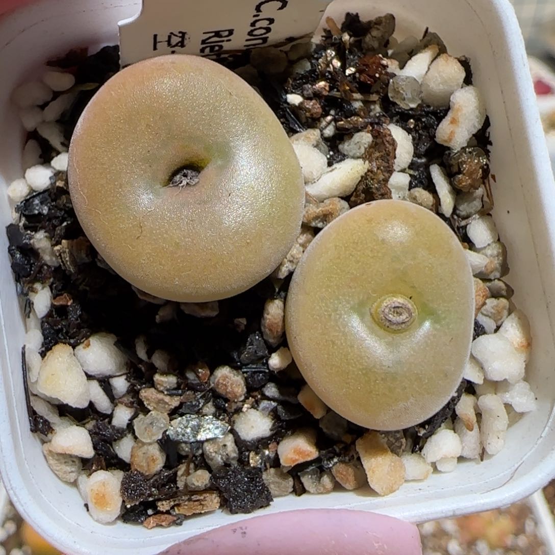 肉锥多肉植物百科26-空卡佛930