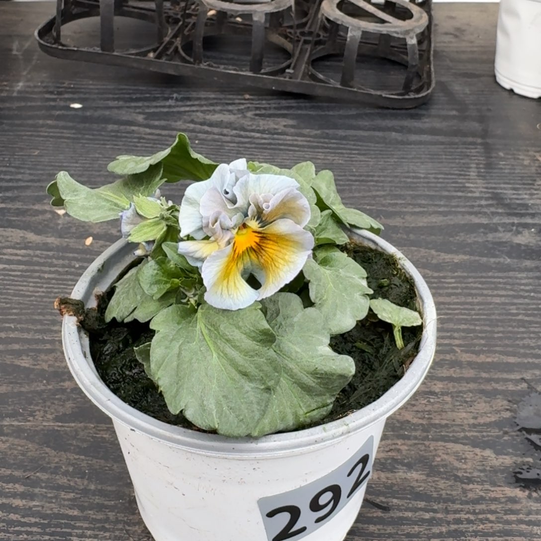 全部花朵292号月光