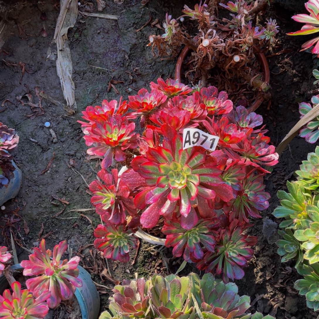 美姬法师朵朵5-49
