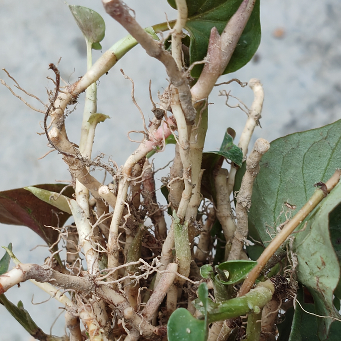 恩施农家自种折耳根新鲜现挖凉拌蔬菜鱼腥草