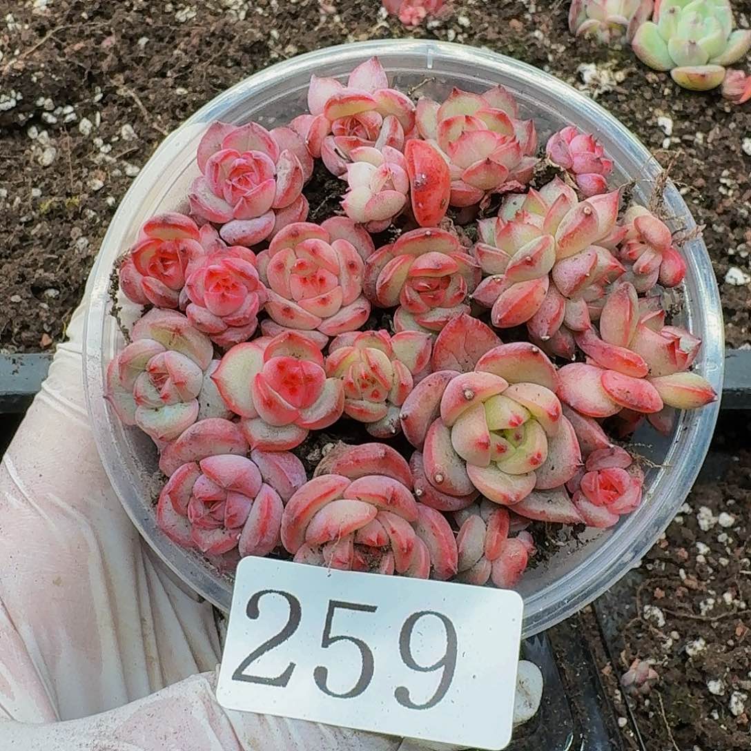 多肉植物多肉植物259