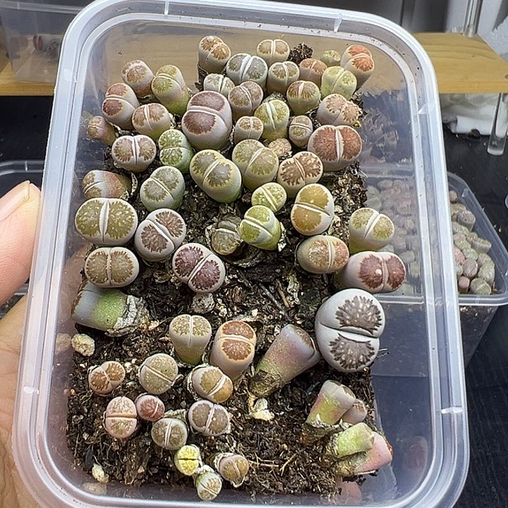 4785小美菊福利了11111