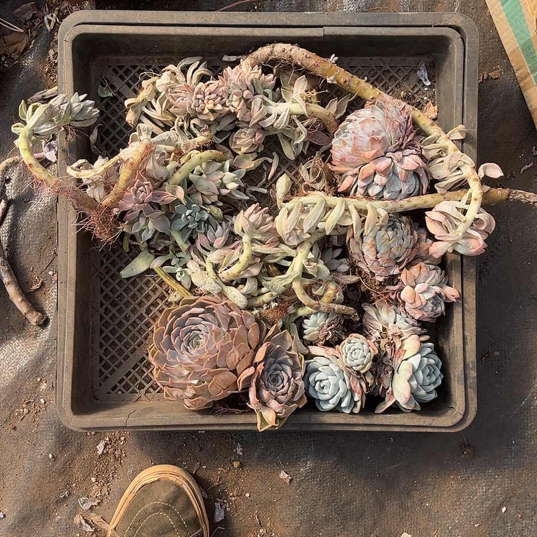 珊***；淡雪景一堆25处理不售后