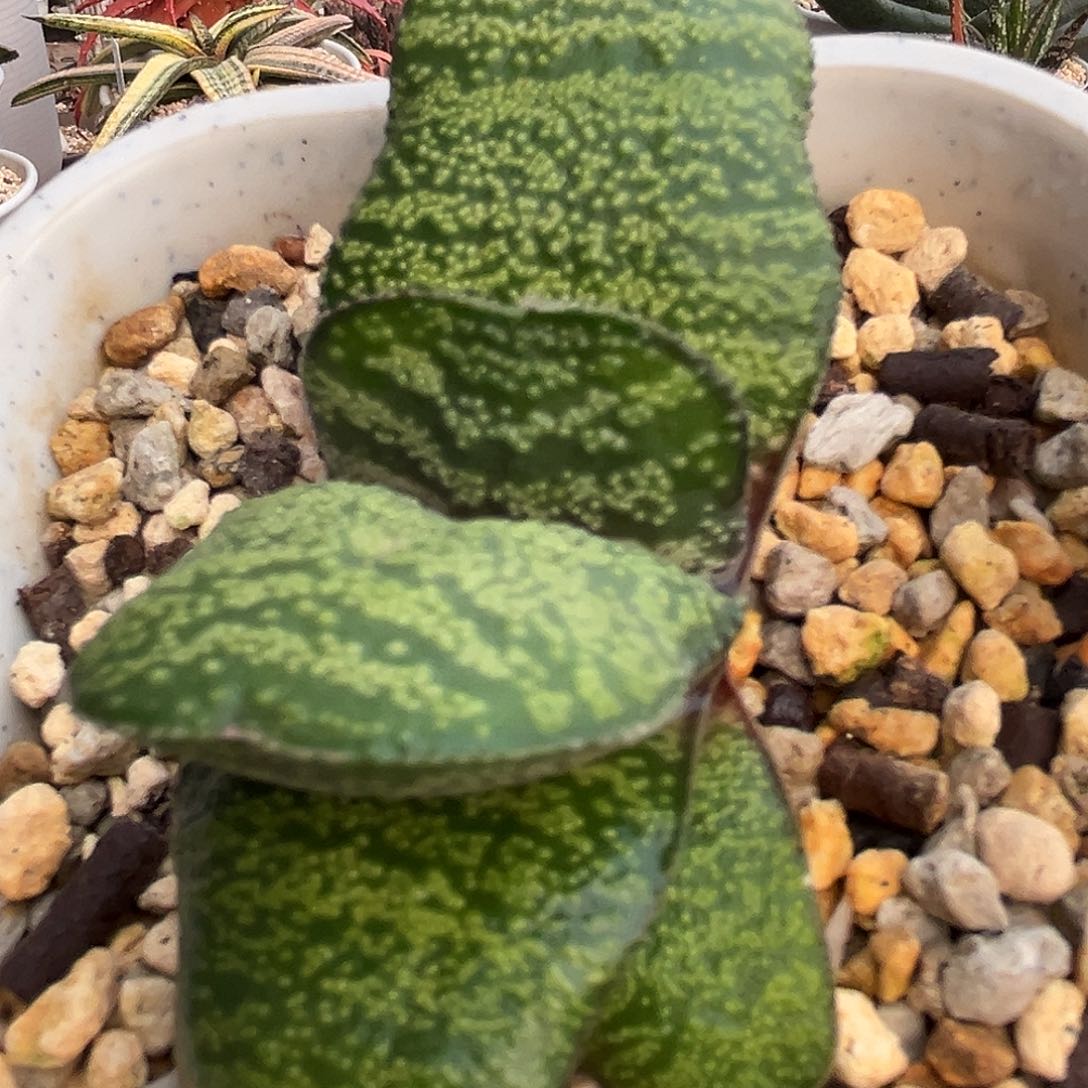 619脱土发货111111111