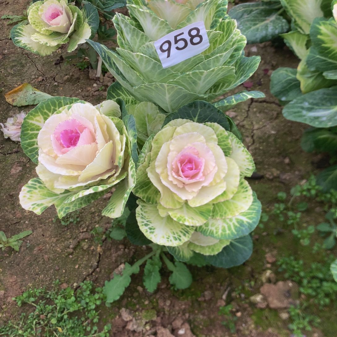 958玫瑰多肉植物