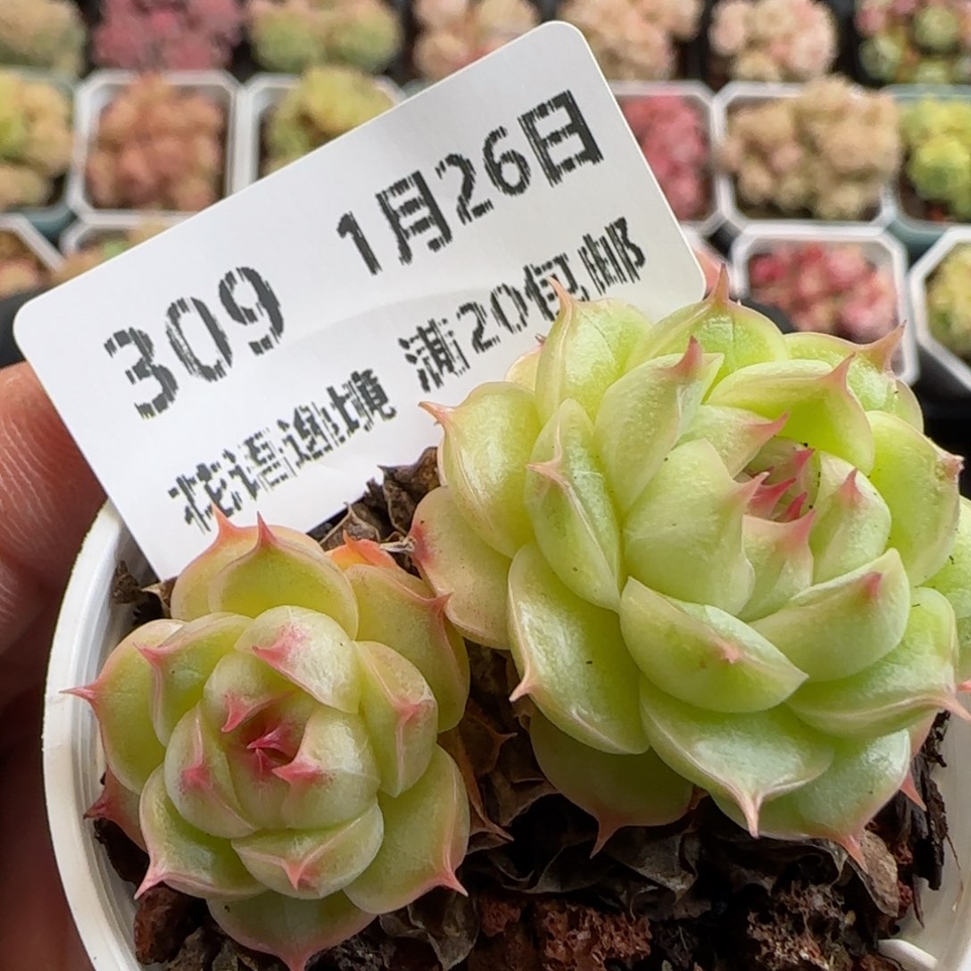 花语逸镜0126-309海王