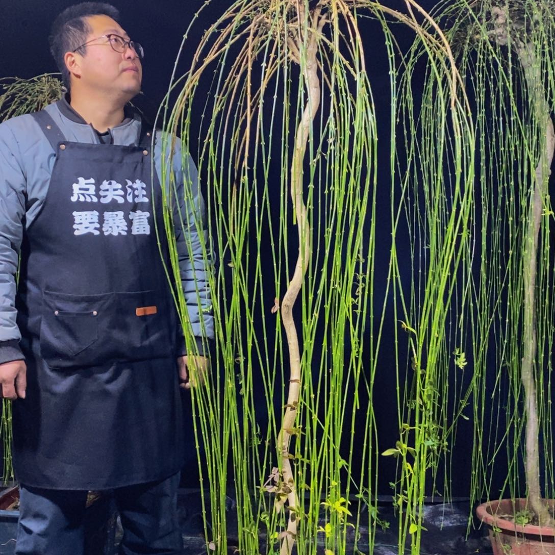 三台迎春，一物一拍，