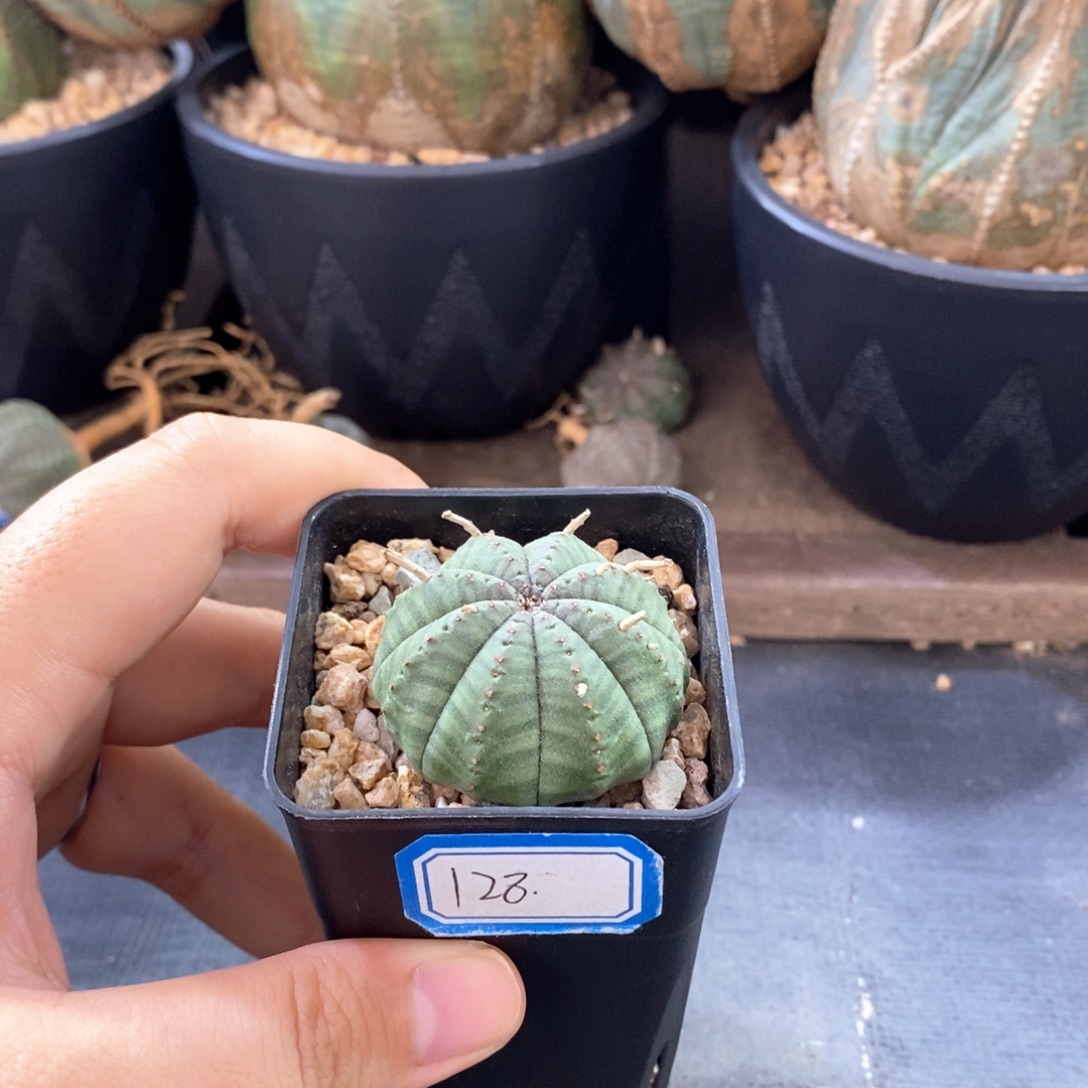 欧系实生布纹球一物一拍