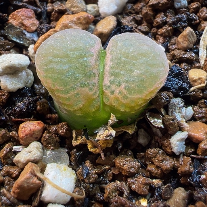 852多肉植物种类多样