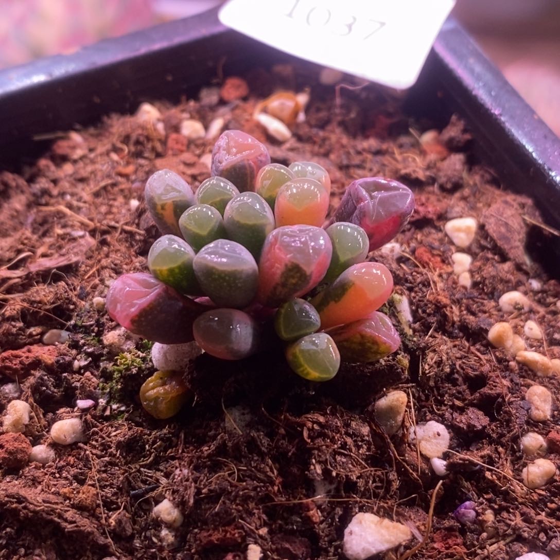 1037 多肉植物 多肉植物