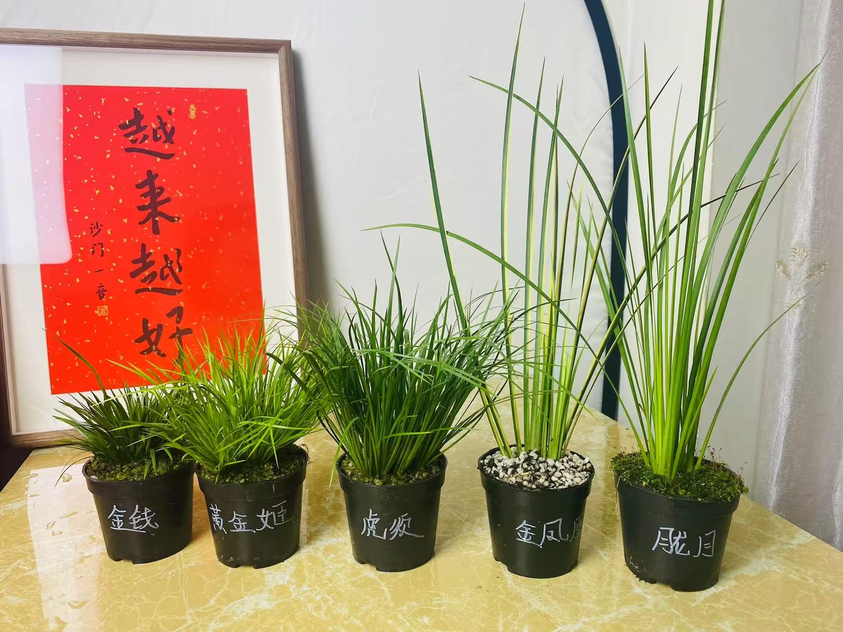 菖蒲微型盆景金钱黄金姬虎须胧月贵船台金凤凰有栖川小盆栽