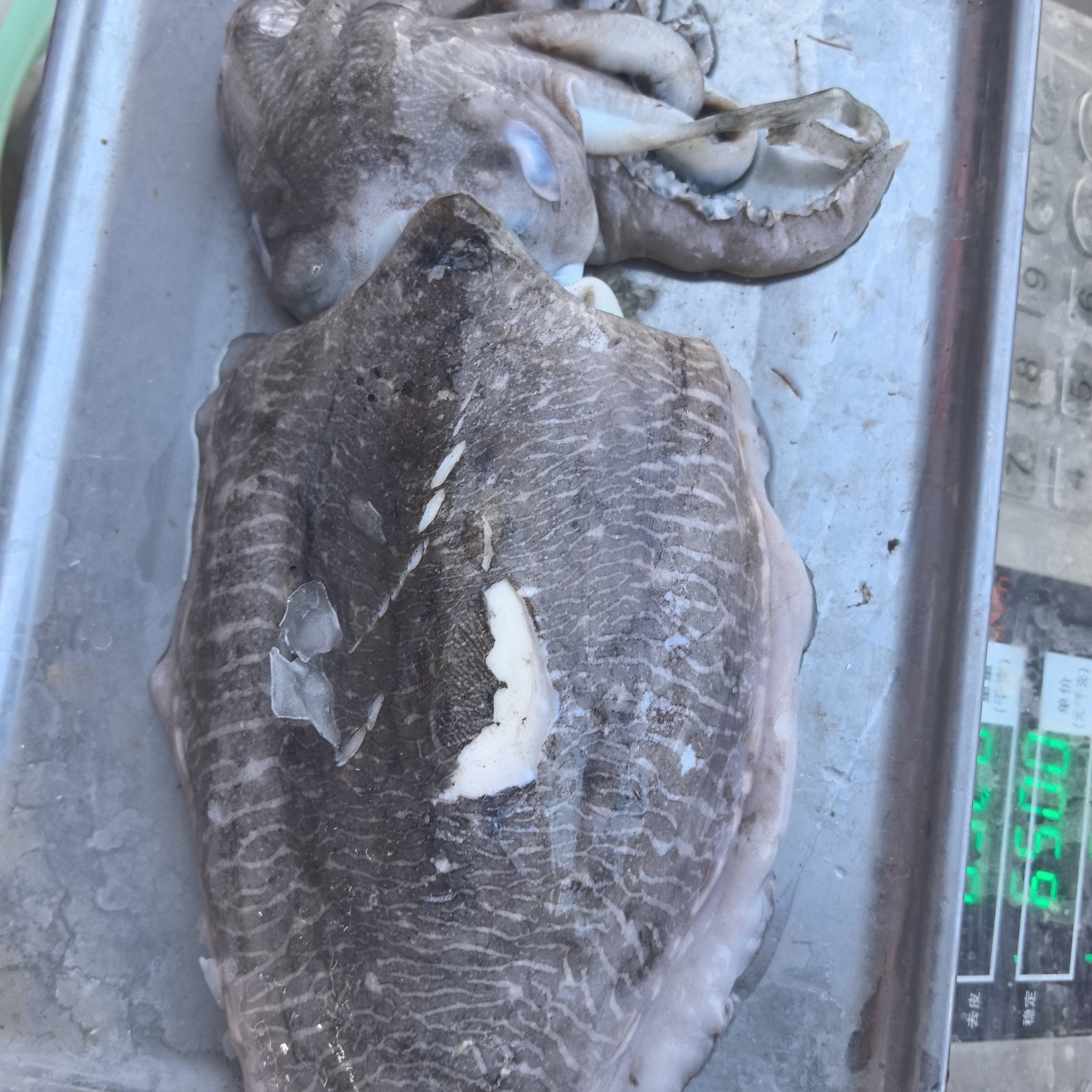 冰鲜大墨鱼60一条约800克
