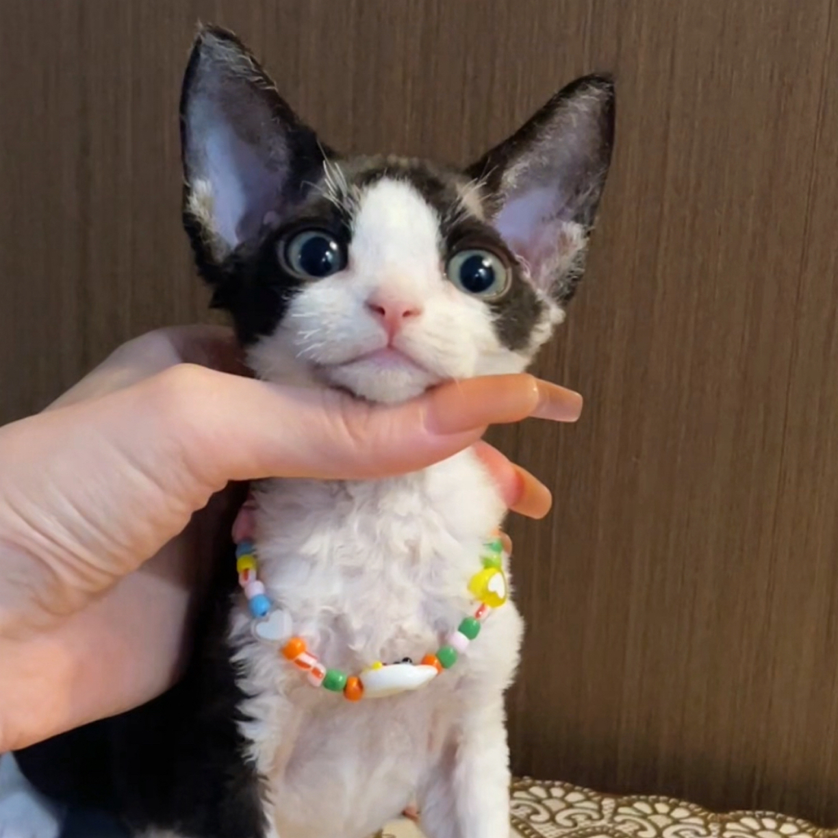 黑白正八开爆毛妹妹德文卷毛猫