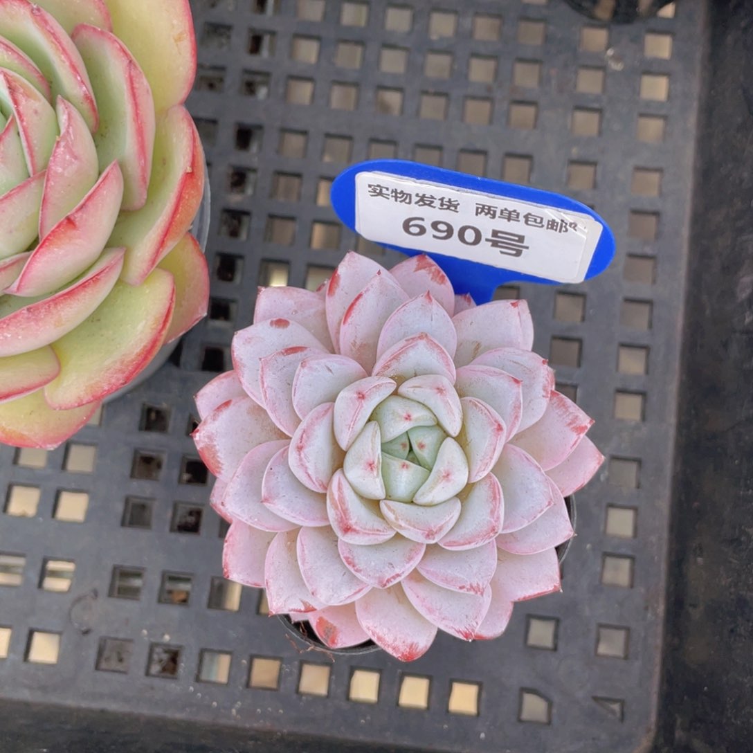 690号韩版维特母本大单头一个