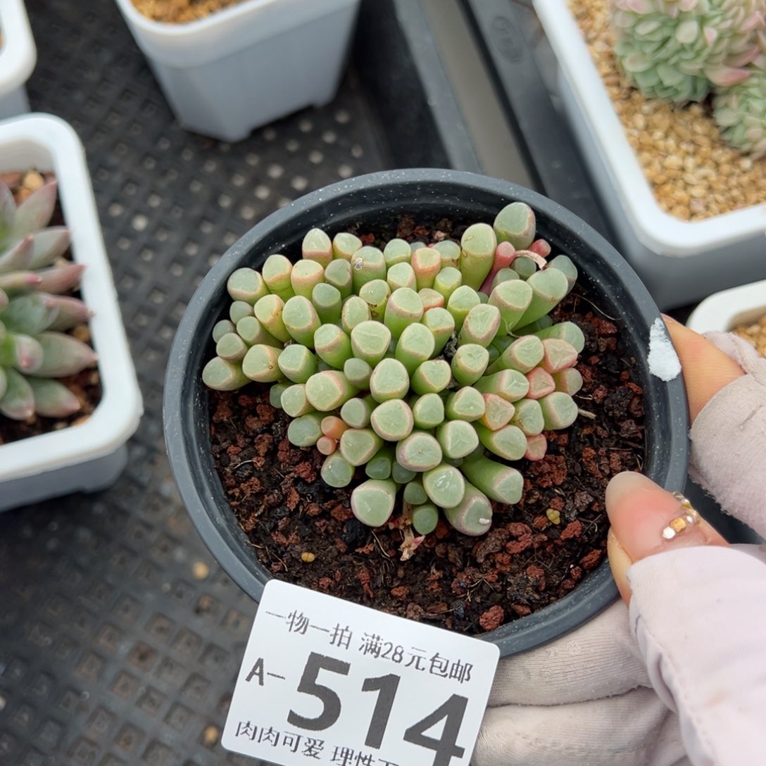 五十铃玉多肉多肉多肉多肉多肉