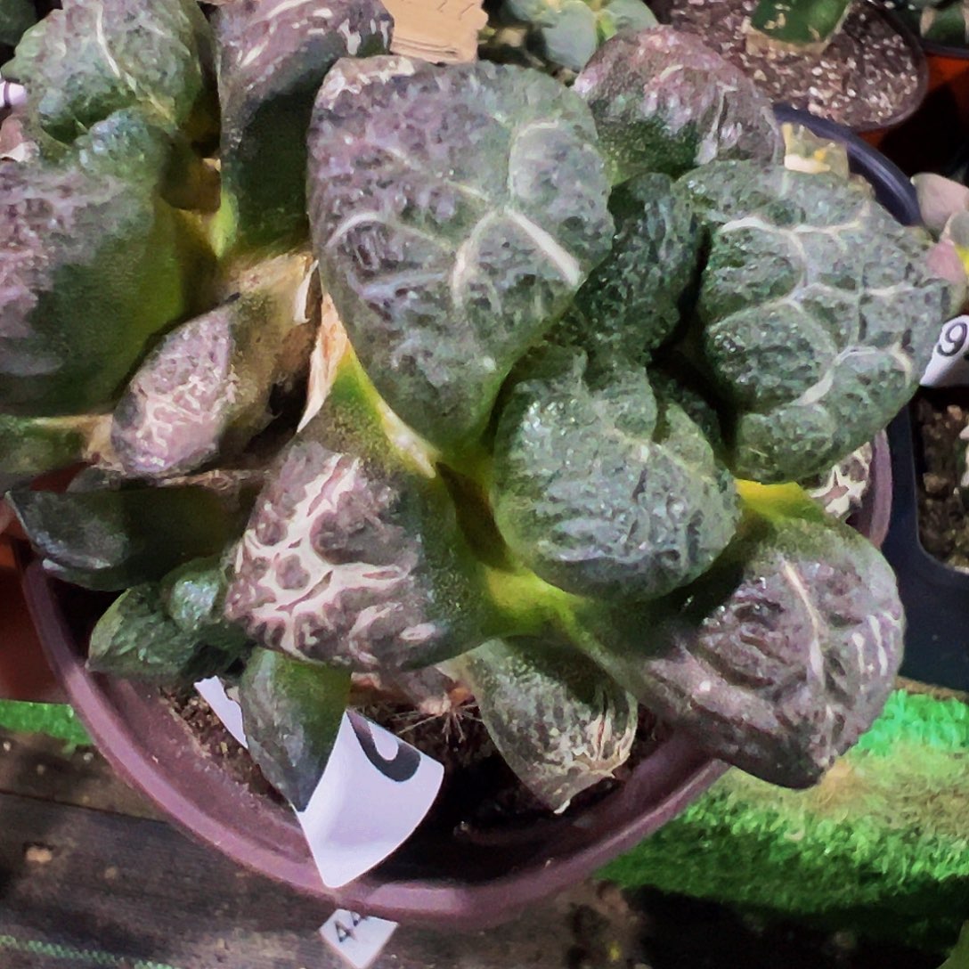 无花朵双头紫肌象肌连山700