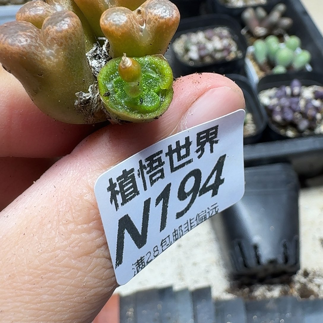 多肉植物的人在bbjn