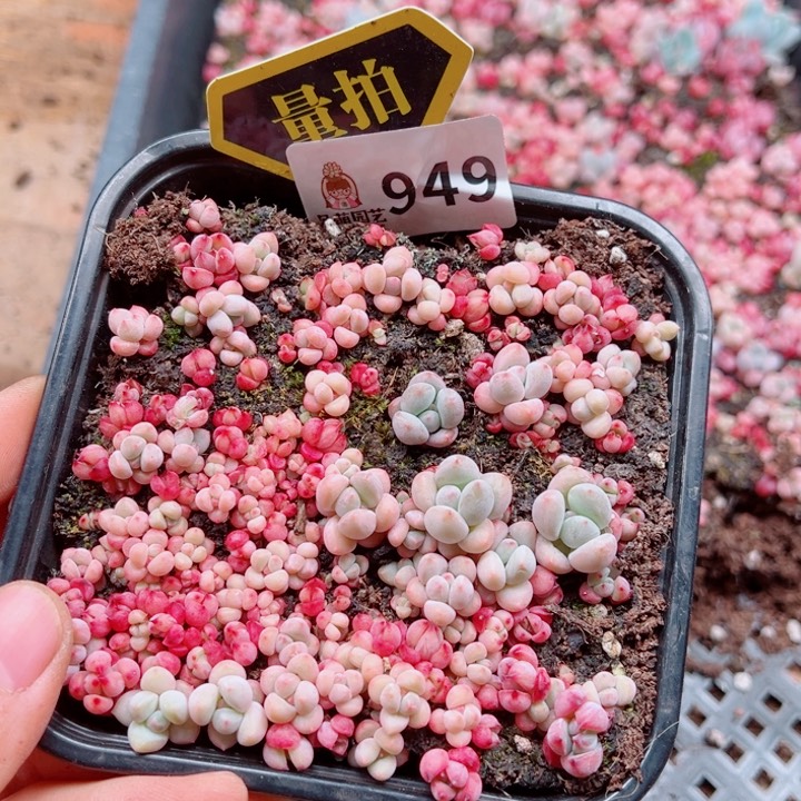 多肉植物多肉植物