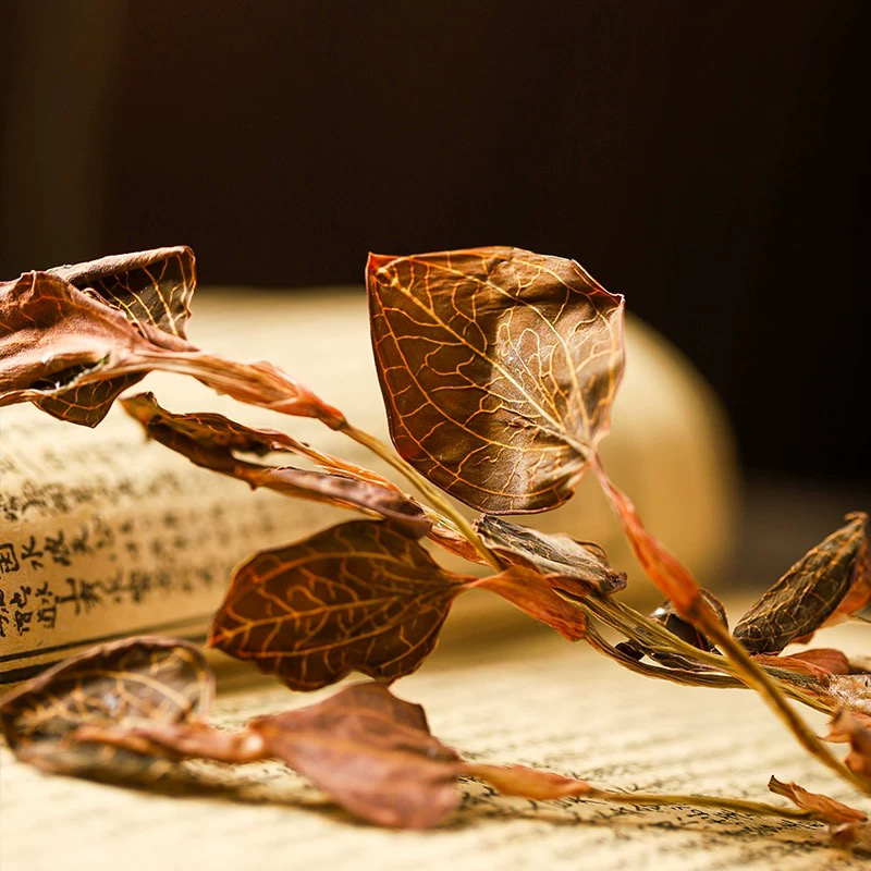 （金线莲）云南赶集现收山货农产品香菇菌子临时链接