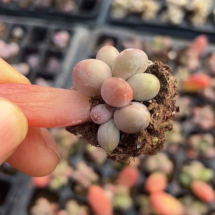 芒果奶群随机发满18包邮