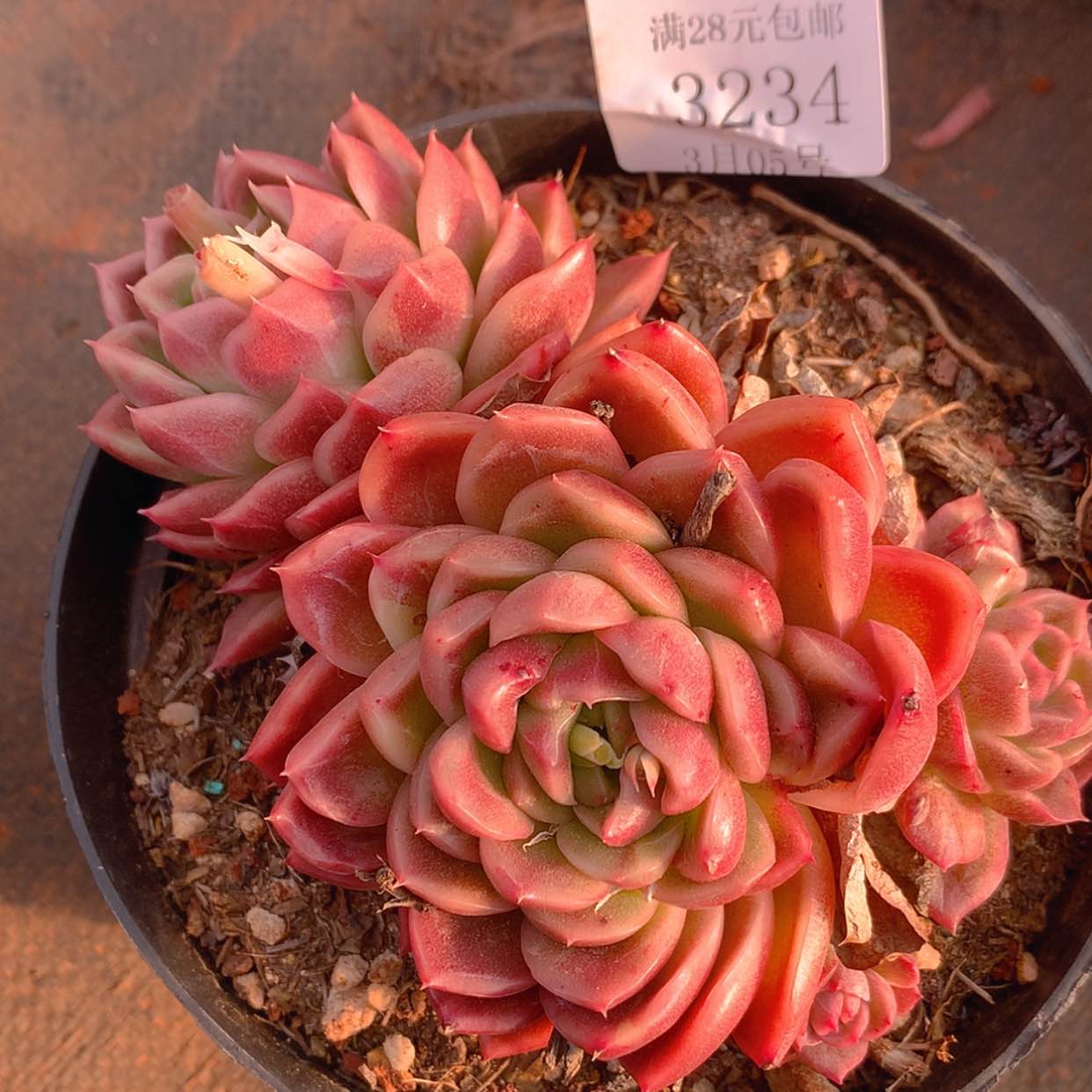 【闪购商品】云3234