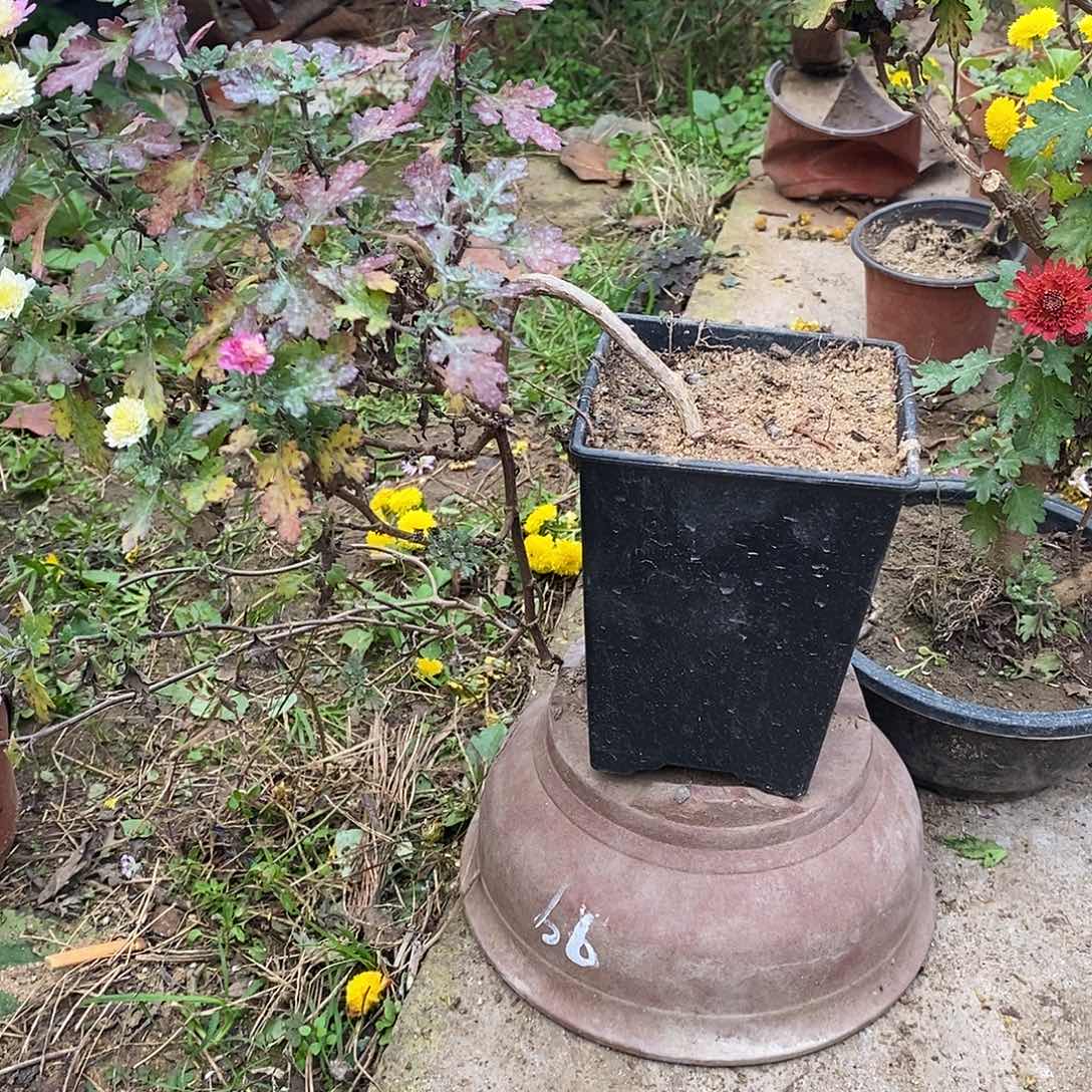 悠***山完全开放菊花聚聚啊