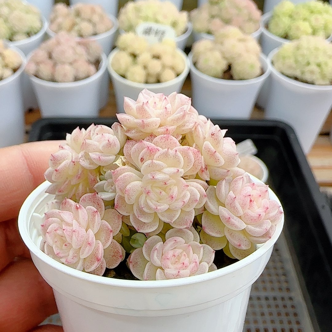 丶***木1225-81（ttp-229）优选