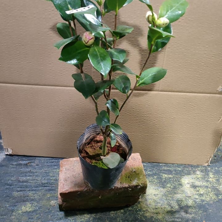 269斑沙金，原盆原土发货