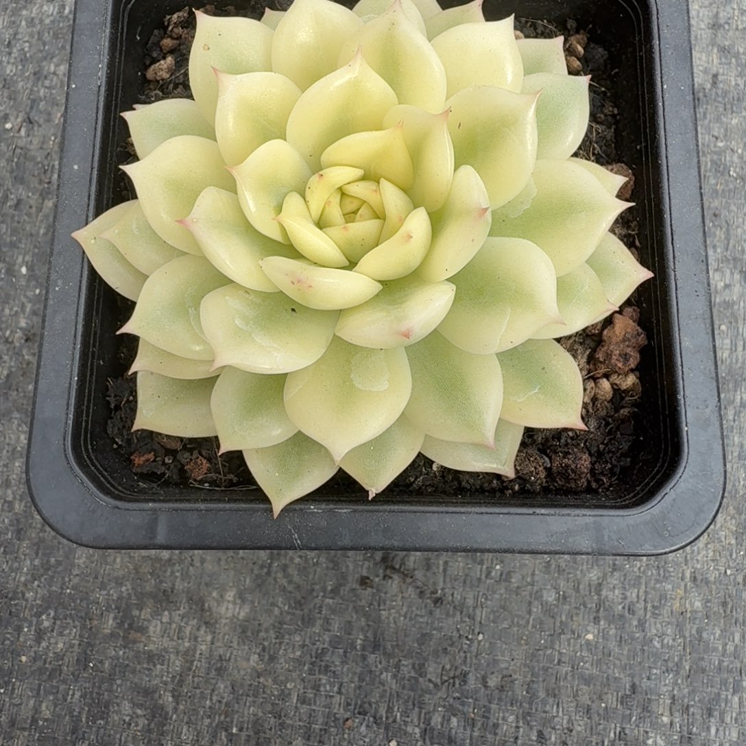 苹***.爱丽卡宽锦、保温箱一个