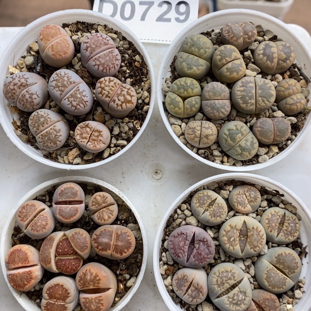 0729号 四盆带盆发货