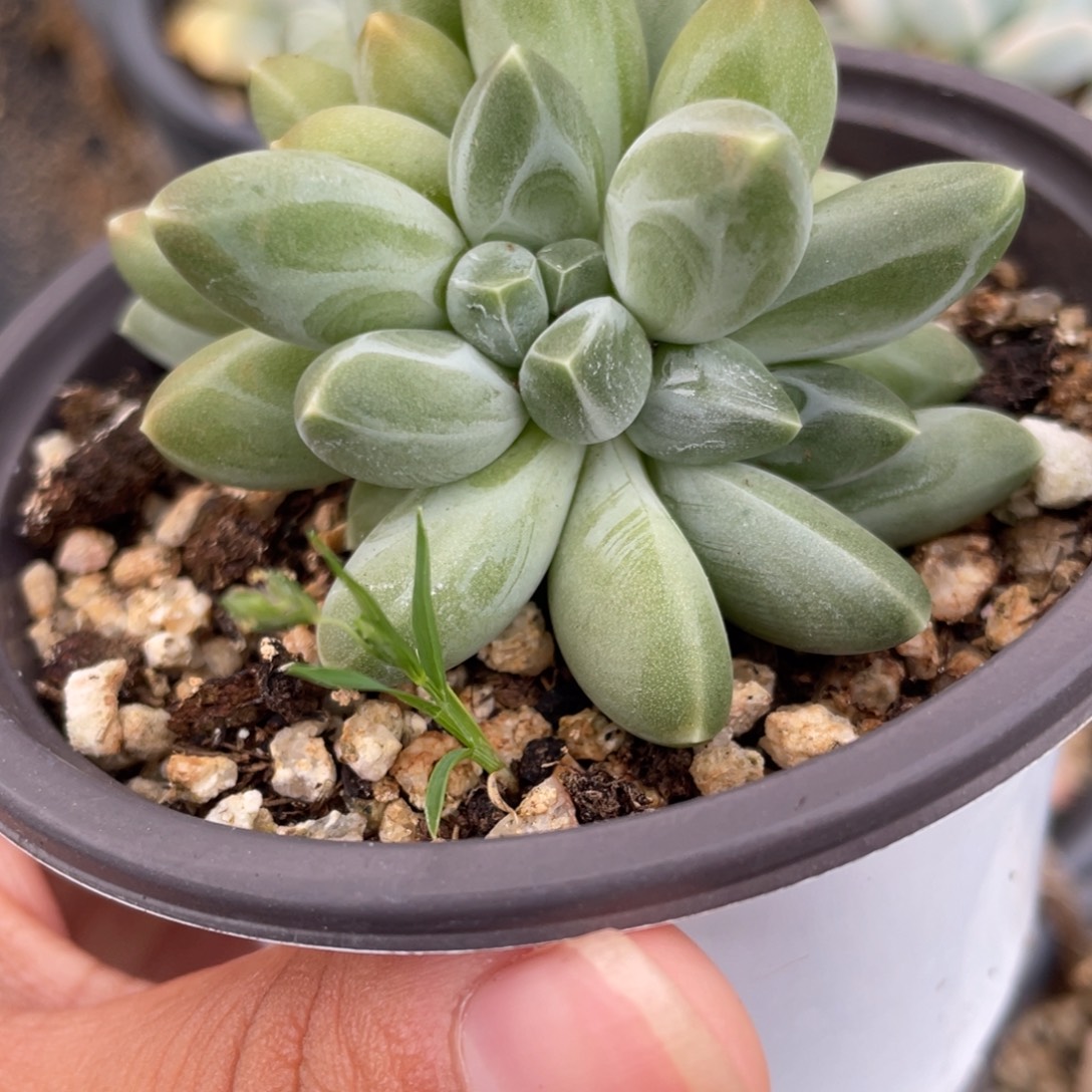 伊卡鲁斯多肉植物