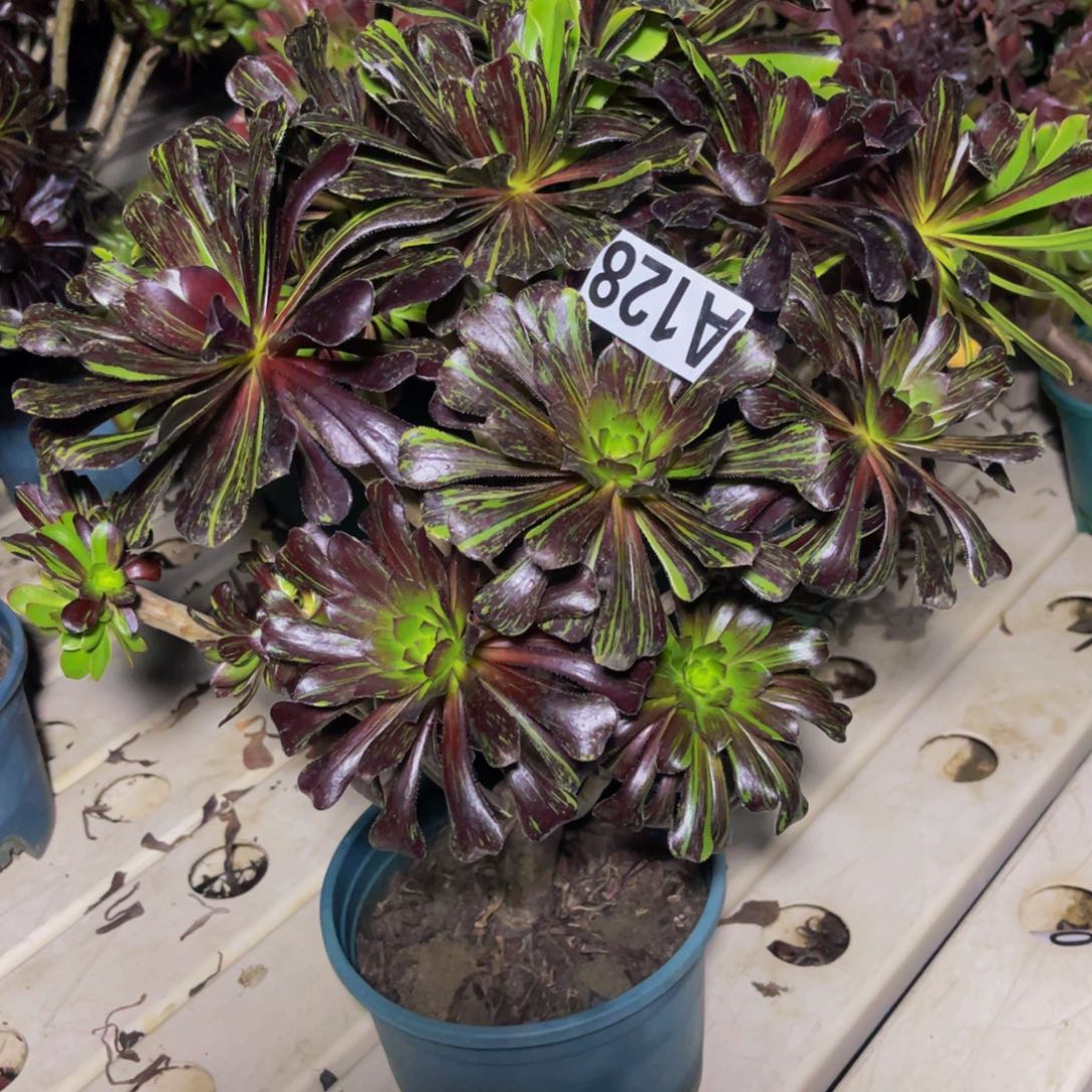 母本法师7//33包邮