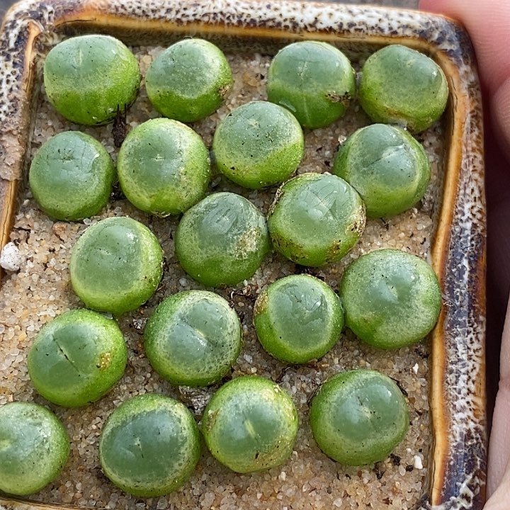 7550拉登一盆样本