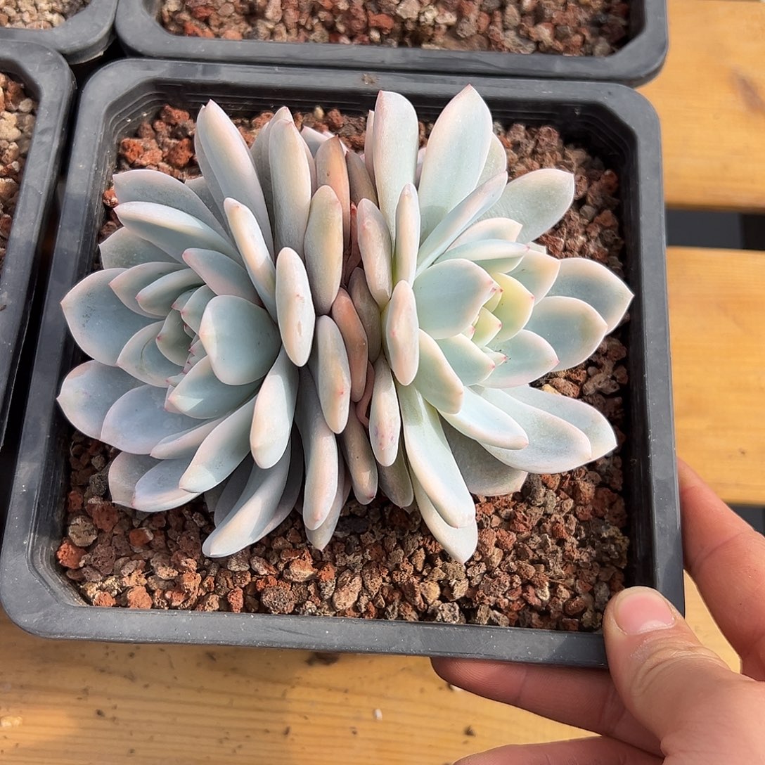 橙梦露锦多肉。    