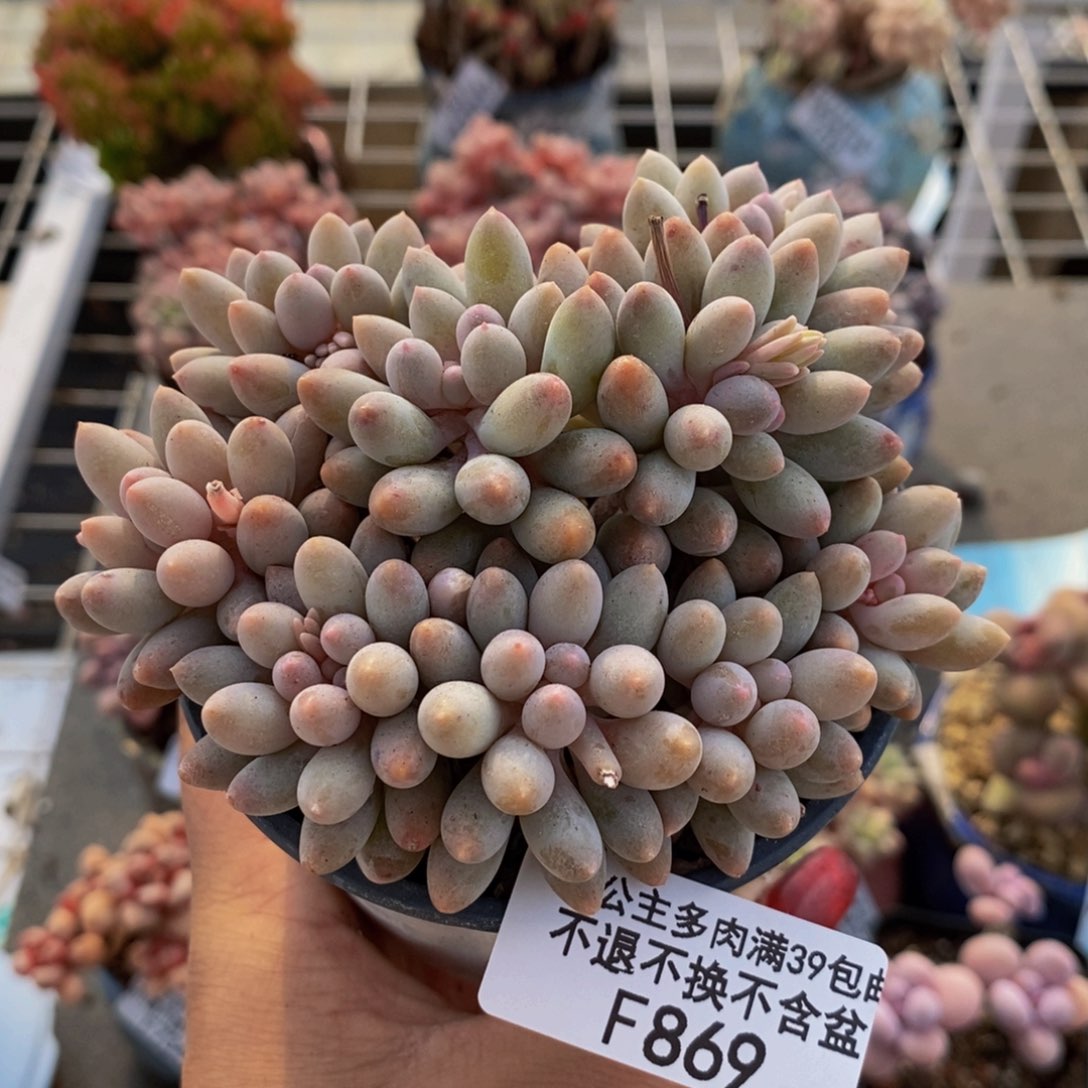 婴儿手指869/8c m