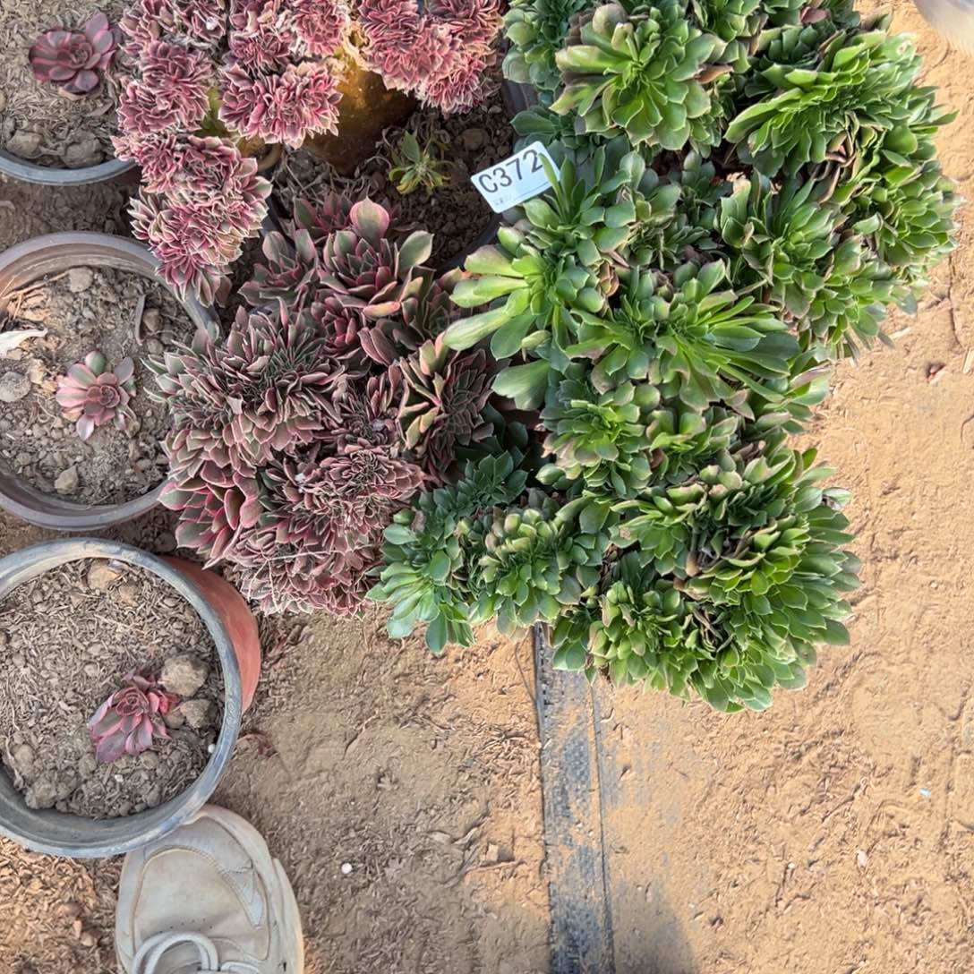 372三颗组合多肉植物法师