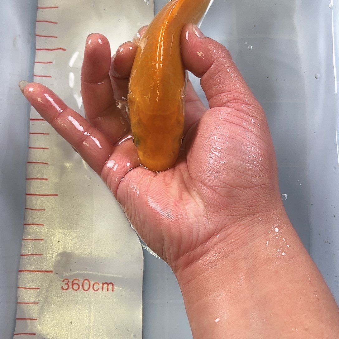 锦鲤鑫泓锦鲤养殖