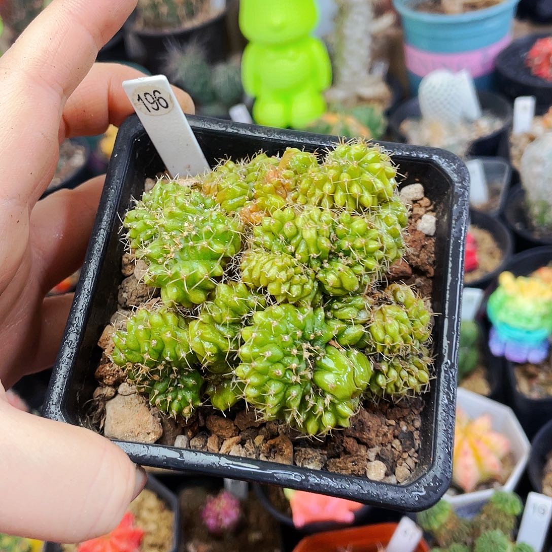 非偏远地区满25包邮仙人球