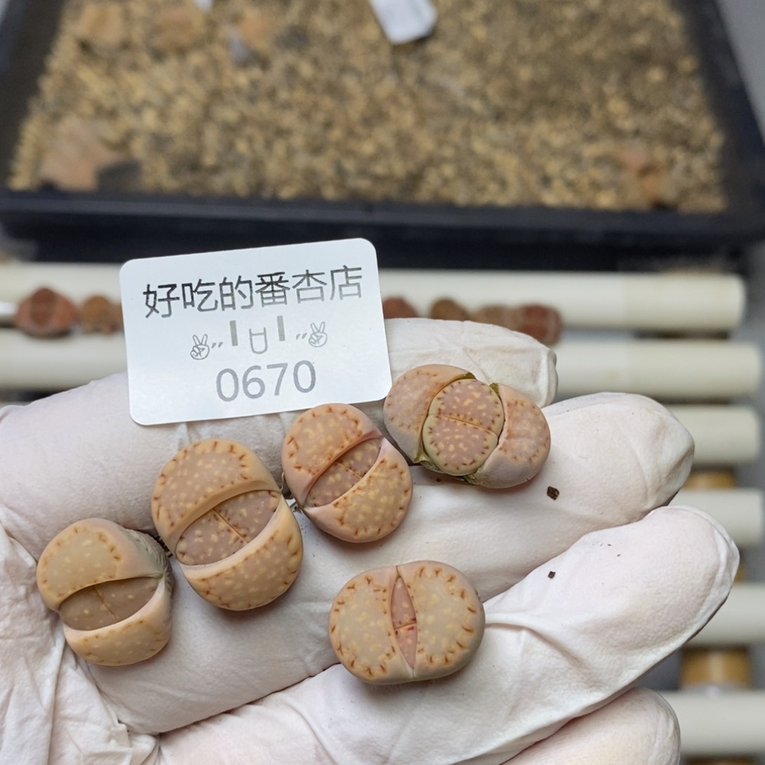 0670。零下拍保温。