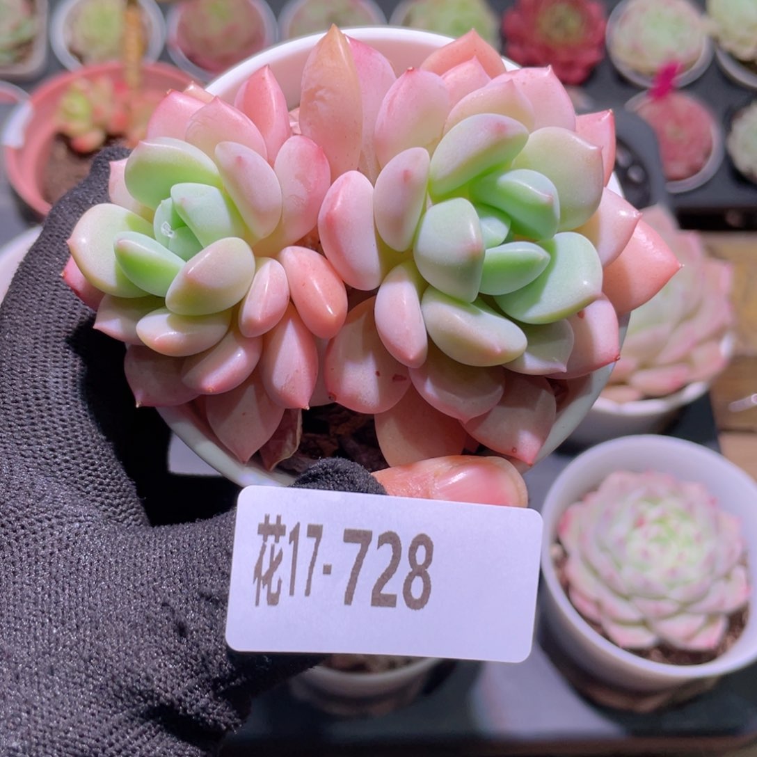 花利美17-728玉兔