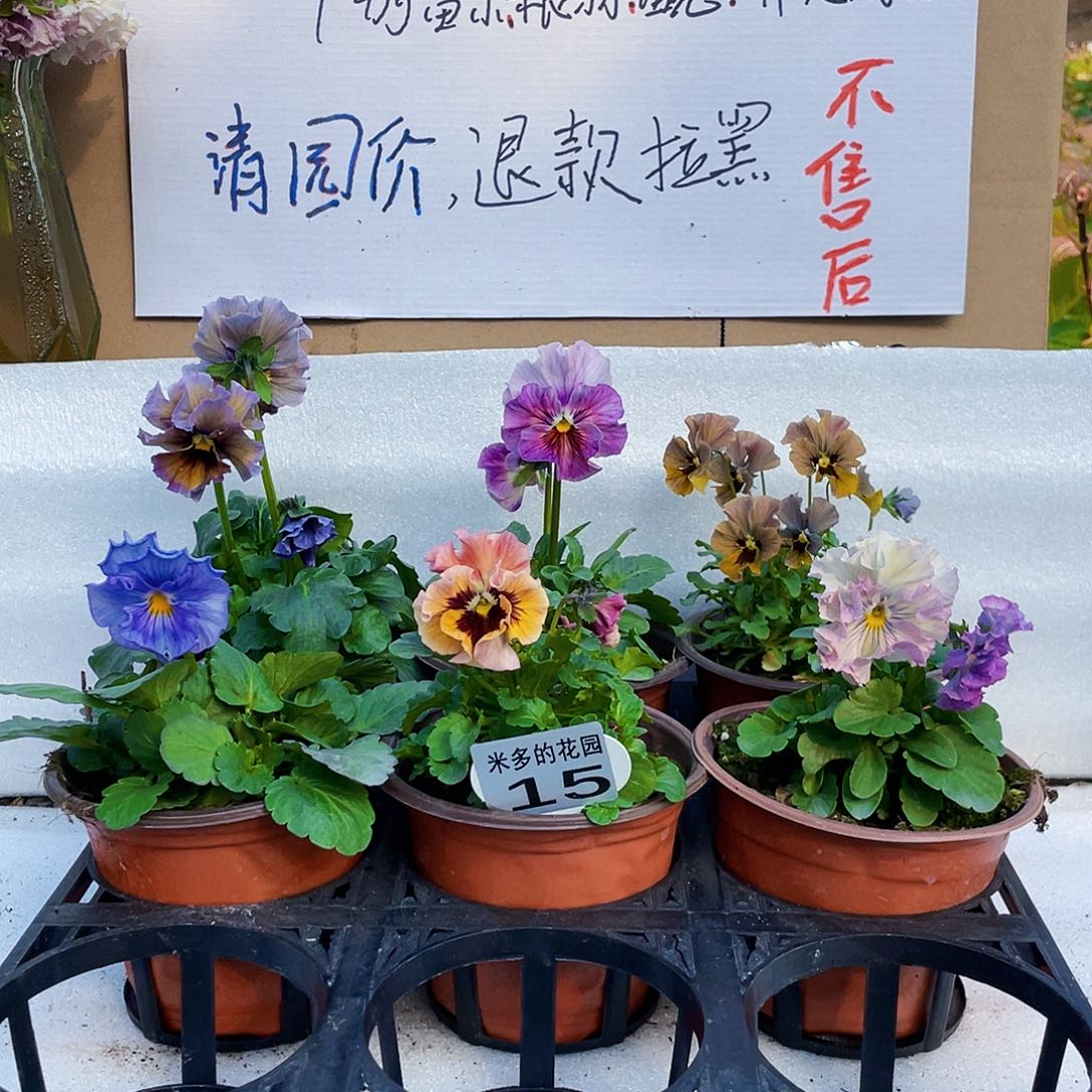 大部分花苞少量开放15