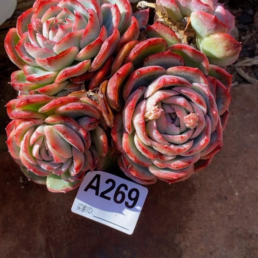 【闪购商品】是*否多肉植物