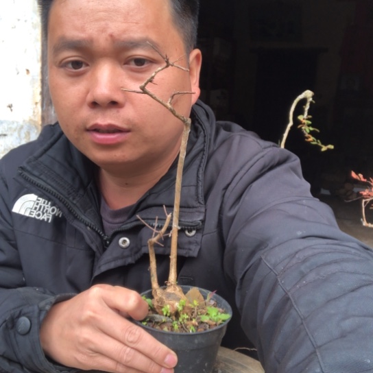 无花朵盆景盆栽（不退不换不包成活率）