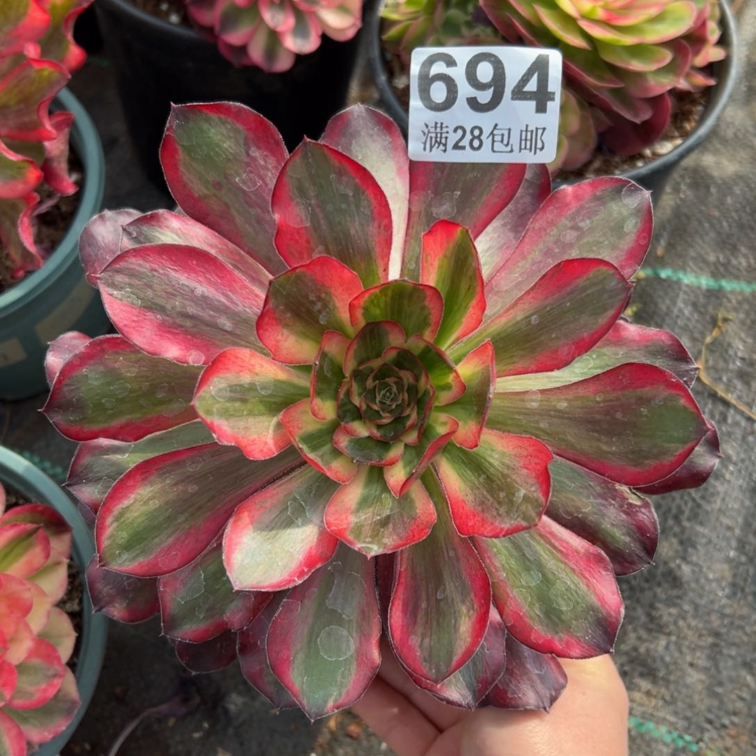 多肉植物694红魔女