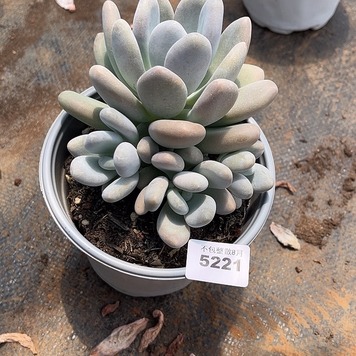 阿雅园艺。    5221橙雪球