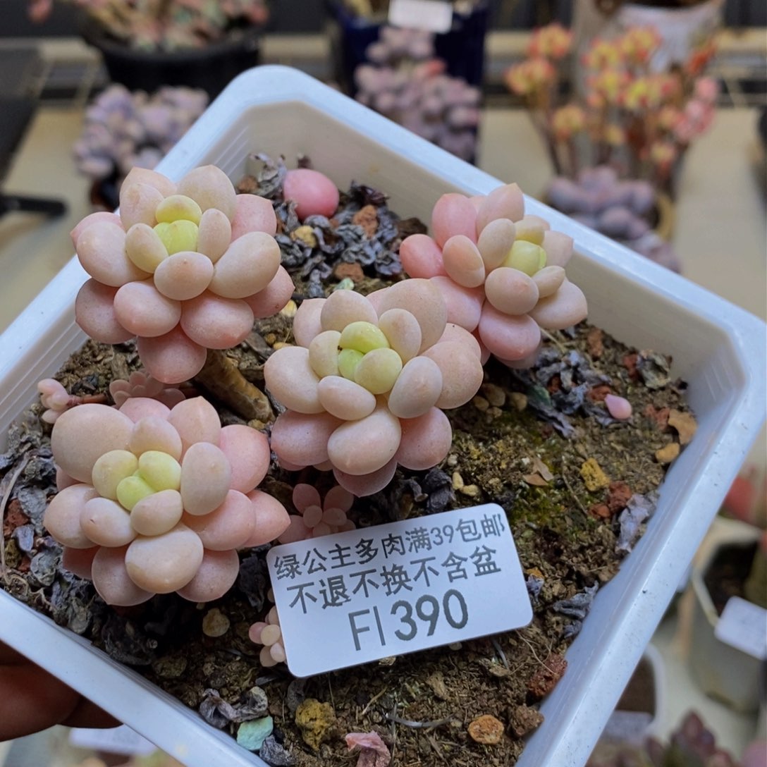 390鱼子酱多肉有断枝