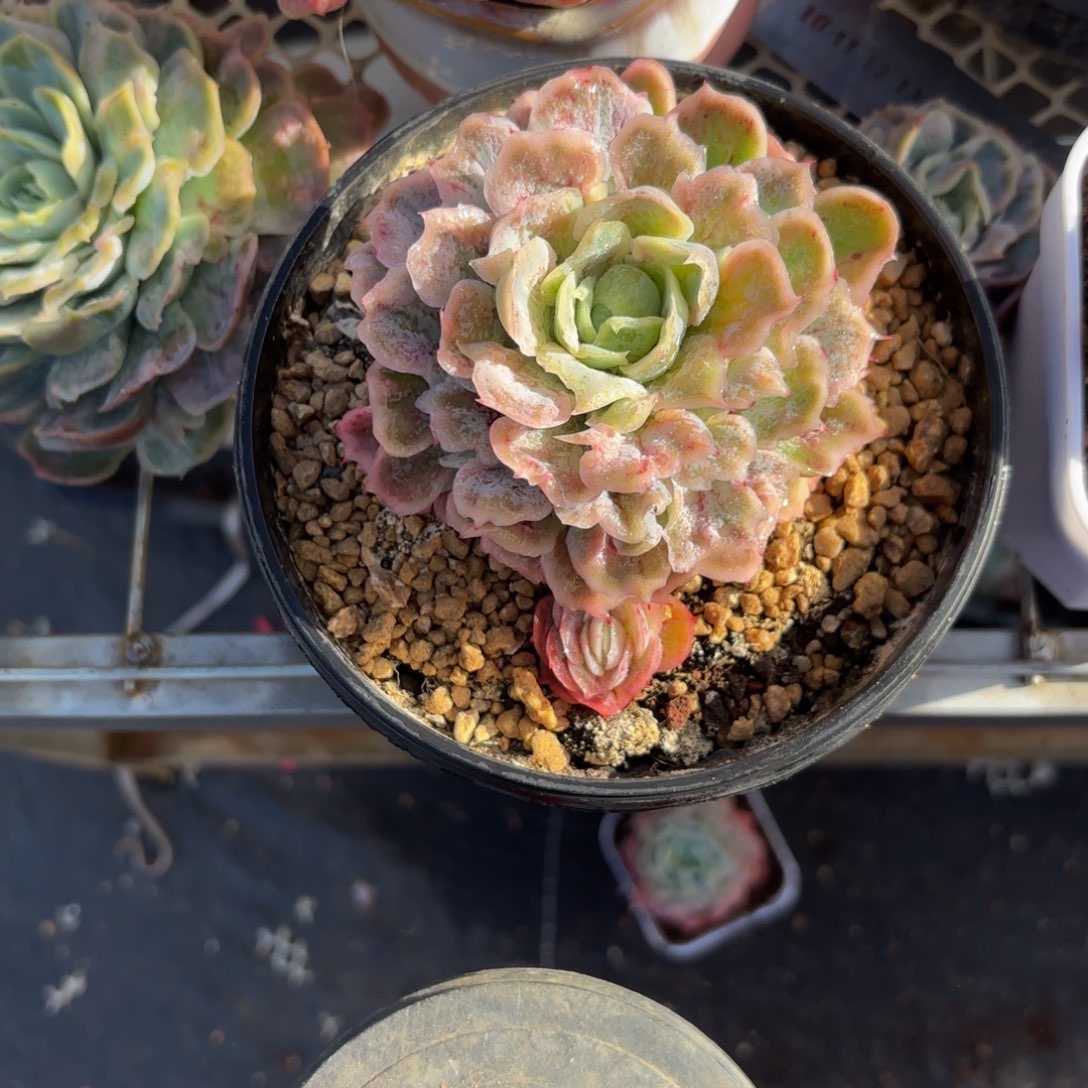 转***猪哈哈哈哈哈哈哈哈宝贝好宝贝好