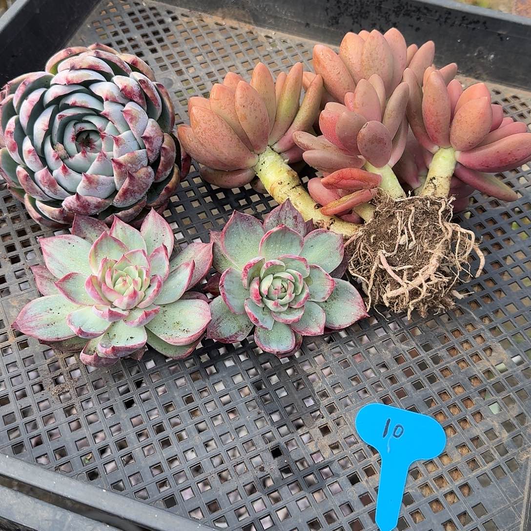 10号粉丝3颗福利惊鸿仙子➕芒果奶