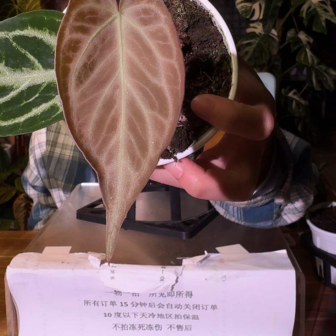 不开花植物A147闪耀杂黑刷